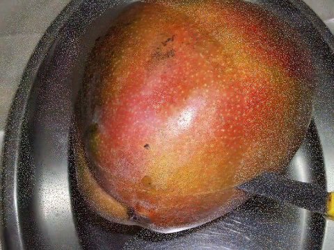 زراعة بذور المانجو في المنزل wmv2