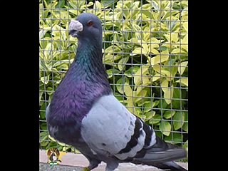 CLUB NACIONAL PALOMA BUCHONA GORGUERA