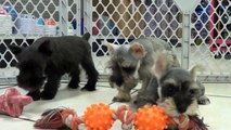 Miniature Schnauzer, Puppies For Sale, In Atlanta, Georgia, GA, Savannah,Sandy Springs, Roswell