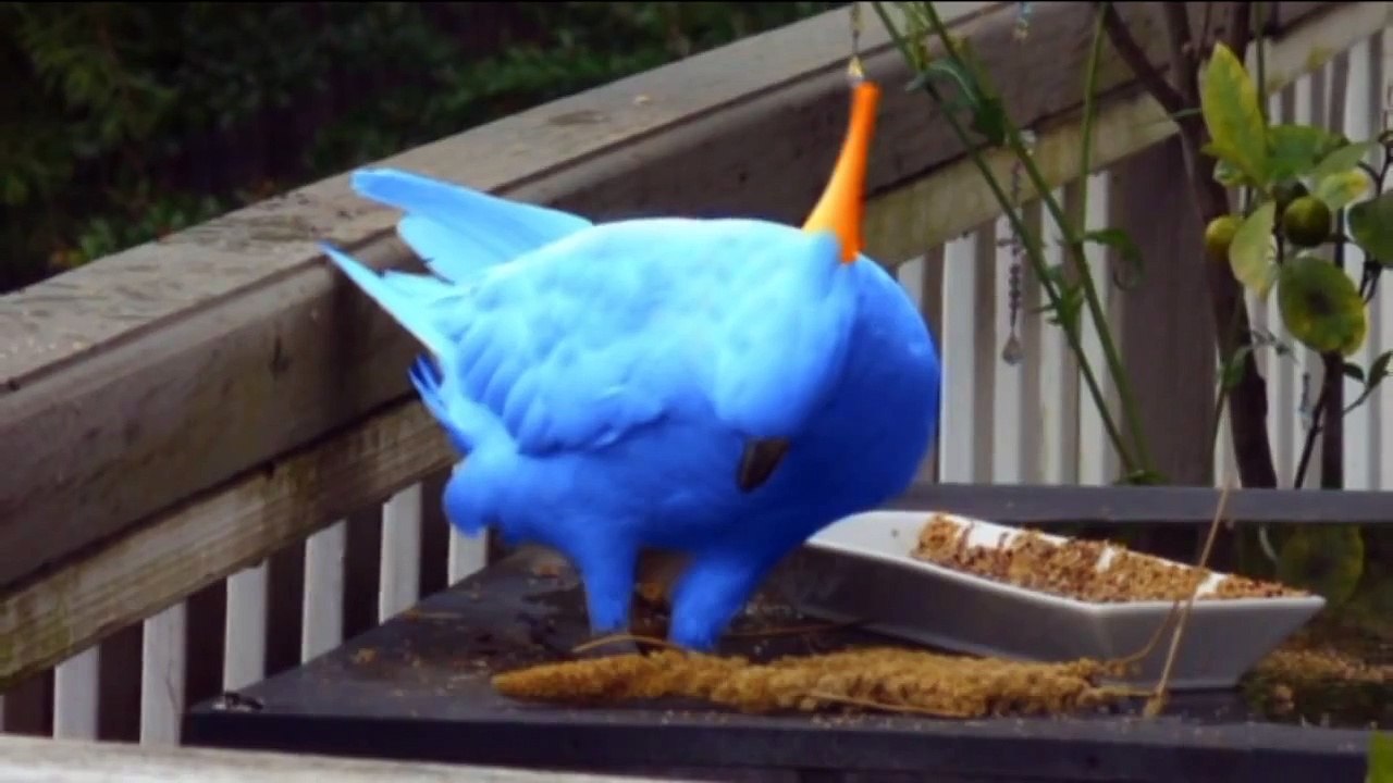 Rare Blue Cockatoo Discovered