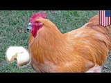 Genetically modified fat and infertile cocks cause US chicken price to rise