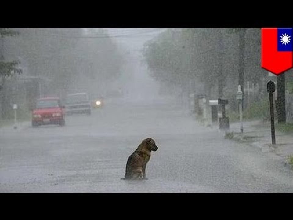 Loyal dog waits for owner: Abandoned pet waits for two years for master to return
