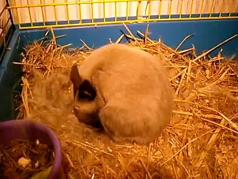 naissance lapin nain