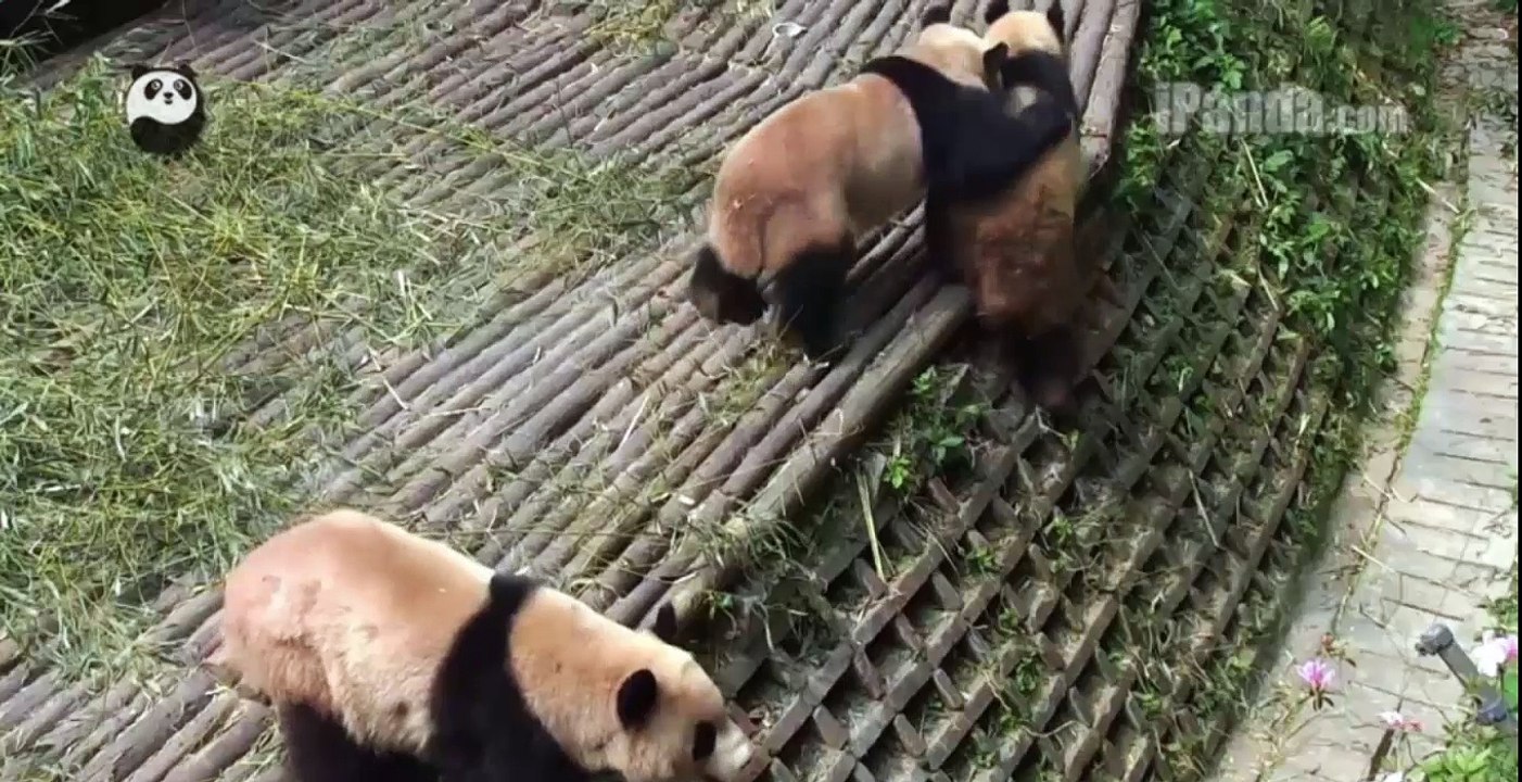 Pugnacious Panda Pushes Over His Pal