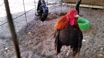 old English game Bantam fights man