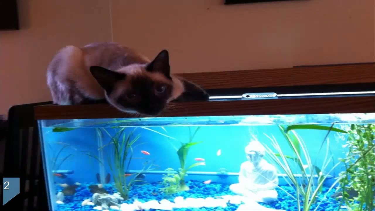 17 Mascotas Que Fueron Descubiertas Por Sus Dueños Haciendo Travesuras