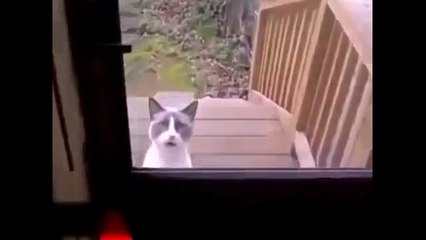 Weird Cat talking like a Muslim : terrorist!