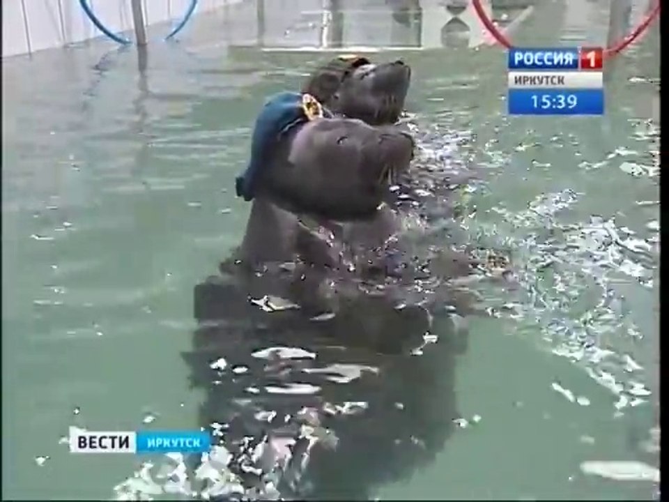 2 phoques dressés pour faire le salut militaire!