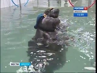 2 phoques dressés pour faire le salut militaire!