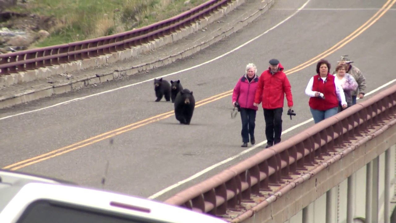 Des ours bruns chassent les touristes du parc de Yellowstone...