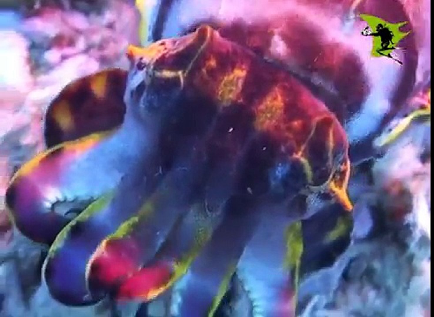 Flamboyant Cuttlefish Underwater Studios