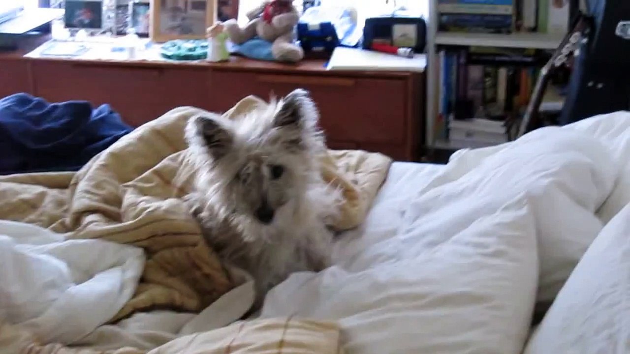 The Cairn Terrier Chronicles - Our little Pavlov, the sleepiest dog ever.