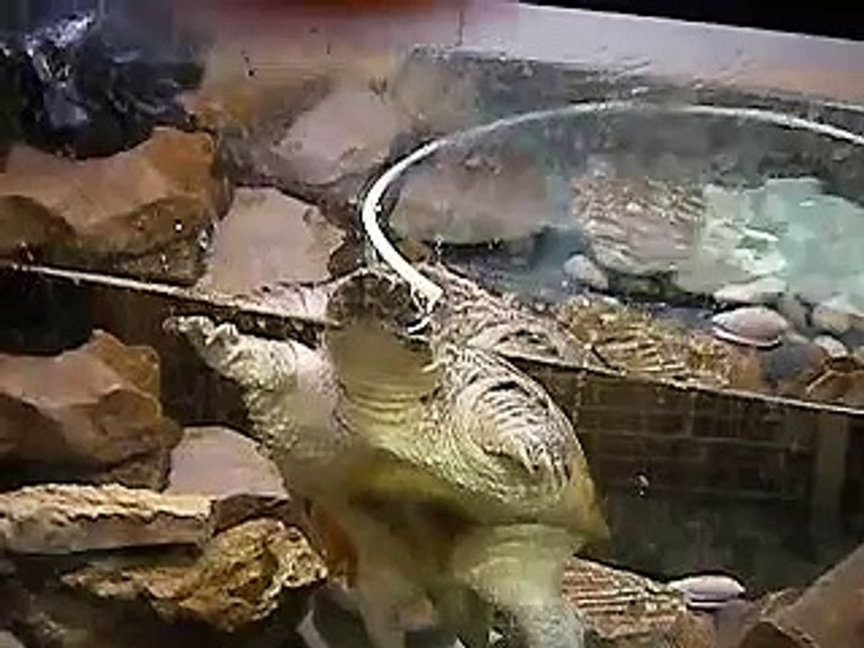 Snapping Turtle VS Mouse