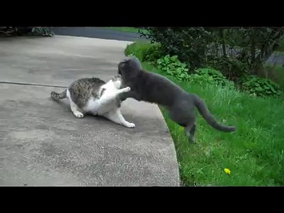 Totally Funny Cat Fight! You will laught at this!