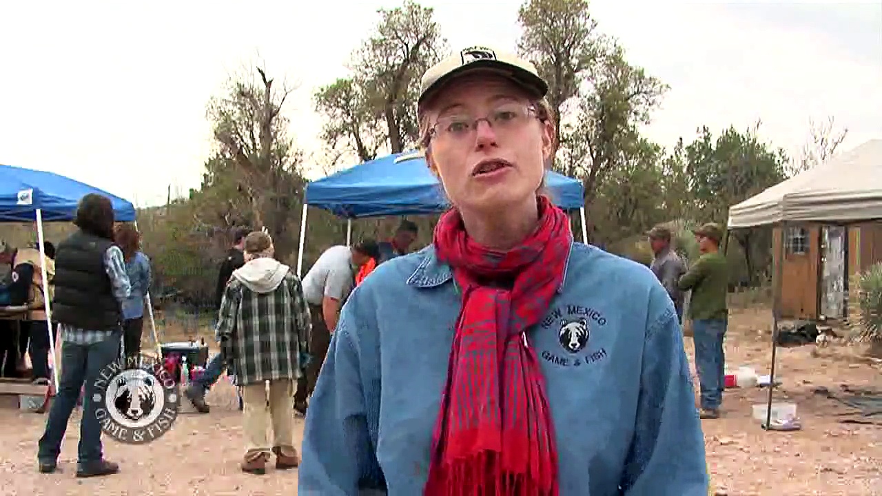 Desert Bighorn Sheep Red Rock Trap