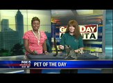 Slow motion: Excited kitten jumps around the FOX 5 set