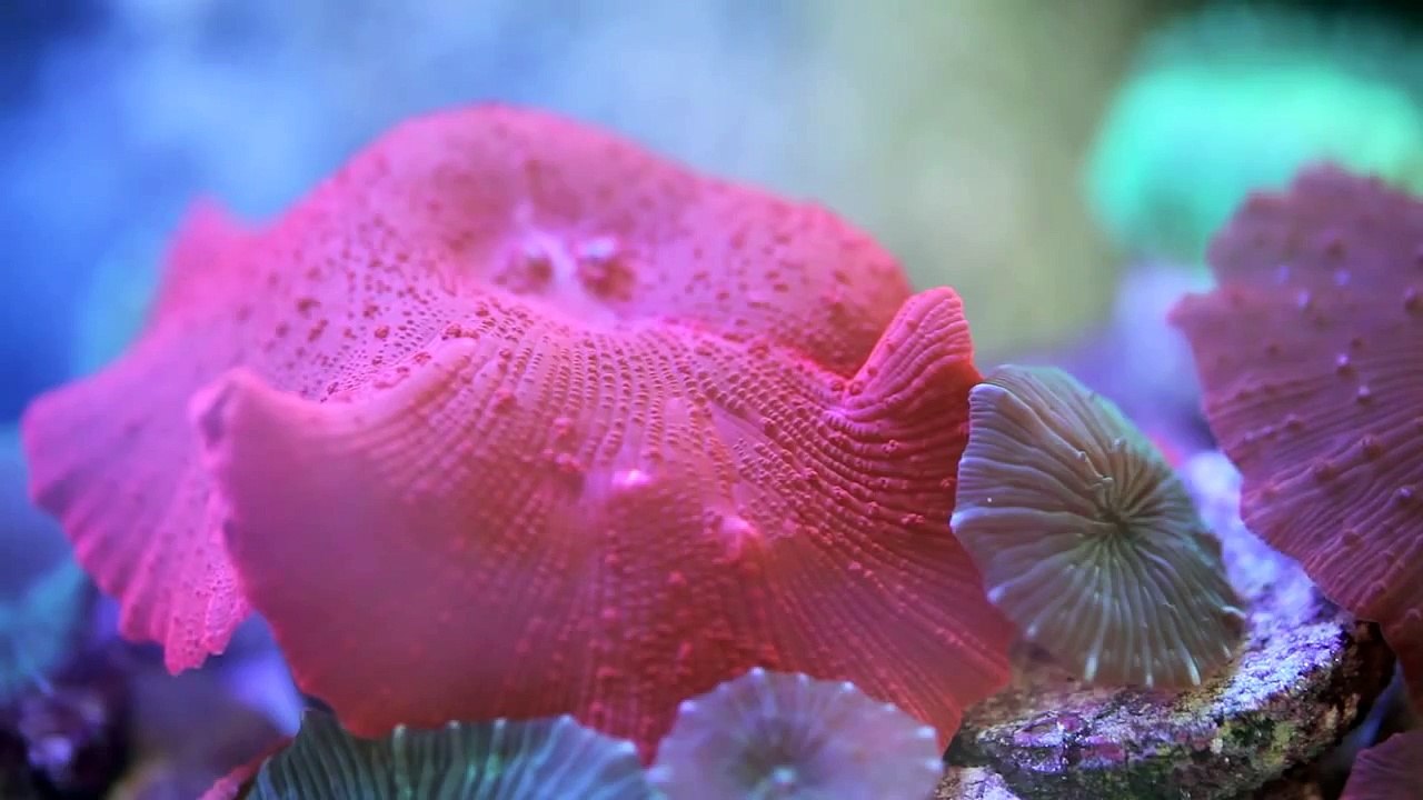 Mushroom Corals