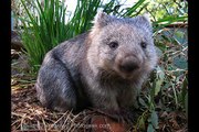 Australian Native Animals as Pets - no more cats and dogs