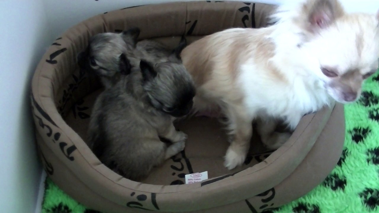 chiots Havane d'or 5 semaines