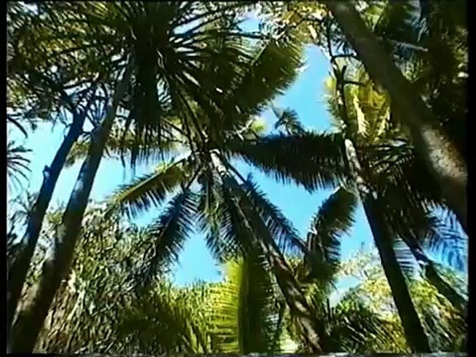 2 months on an unpeopled island, counting birds! Suwarrow, Cook Islands 2000