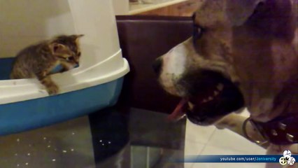 Pitbull VS Kitten (Real Love Real Fights)