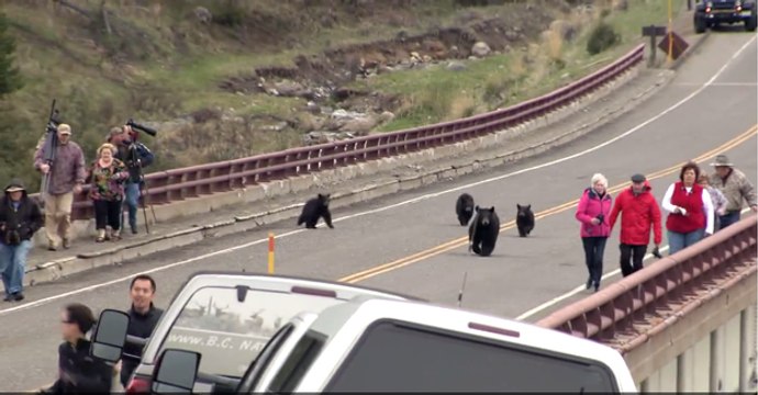When Mommy Bear Started Chasing These Montana Tourists