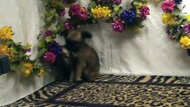 Brussels Griffon puppies for sale, Males, AKC reg.
