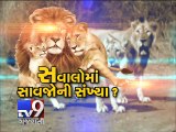 Lion Census Row: Congress,environmentalists say counts incorrect, government misleading people - Tv9