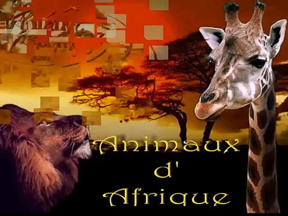 Animaux d'Afrique!