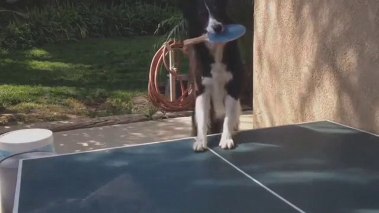 Dog Playing Pingpong
