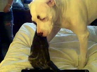 pitbull meets cat