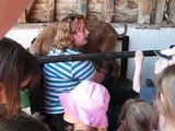 Goat milking demo by Dutch student