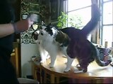 Beginner Clicker Training For Cats