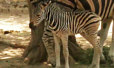 Zebra's new born baby in Lahore Zoo