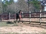 Beautiful Arabian Horse at Liberty