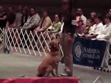 2006 AKC National Obedeience Invitational - Second Place