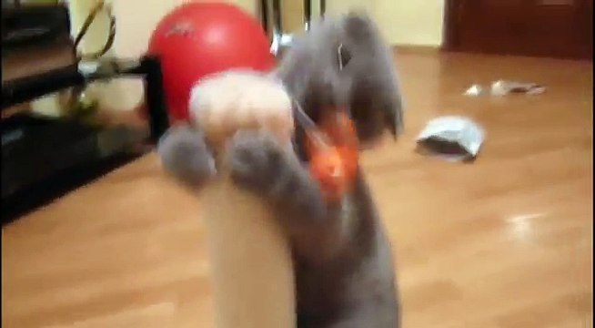 Няшное котэ Шотландская вислоухая Scottish Fold