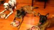 Dogs learning table manners, feeding time, raw diet, feeding 4 dogs, Chicago dog training
