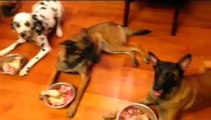 Dogs learning table manners, feeding time, raw diet, feeding 4 dogs, Chicago dog training