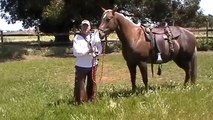 For the 100th time- Sacking Out Horses- Right & Wrong & Reading Your Horse- Rick Gore Horsemanship