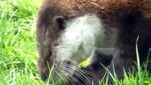 British Wildlife Centre UK - red squirrels, hedgehogs and other native animals