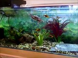 4 FOOT Turtle Tank! Home Made ABOVE Tank Basking Area!!