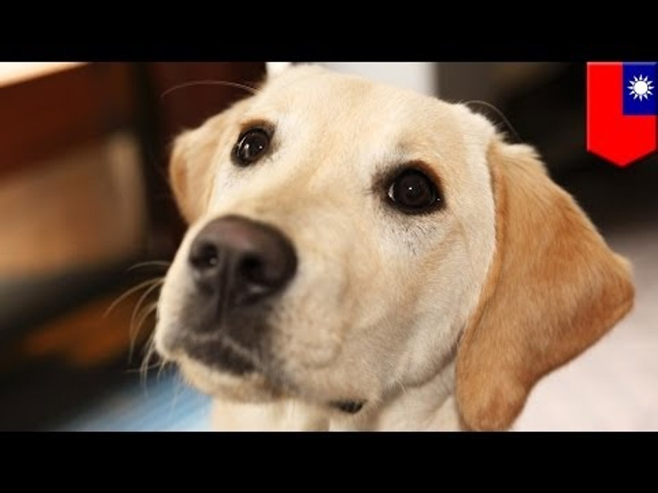 Some jerk in Taipei scared a guide dog and its owner fell onto subway tracks!