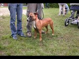 american pitbull terrier - dog show 2004