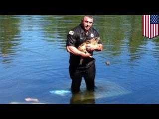 Carver Massachusetts policeman David Harriman saved Moochie the Chihuahua from drowning