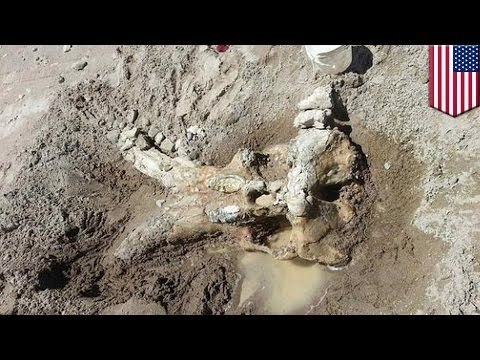 Fossils in New Mexico: bachelor party found mastodon skull while camping at Elephant Butte Lake