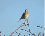Song thrush trills and mimicry (turdus philomelos)