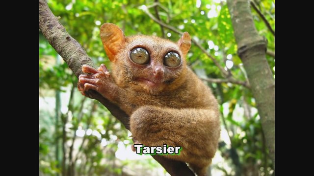 100 Animales mas extraños del mundo (Fotos reales)