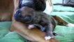 Boxer dog giving birth AMAZING HD video