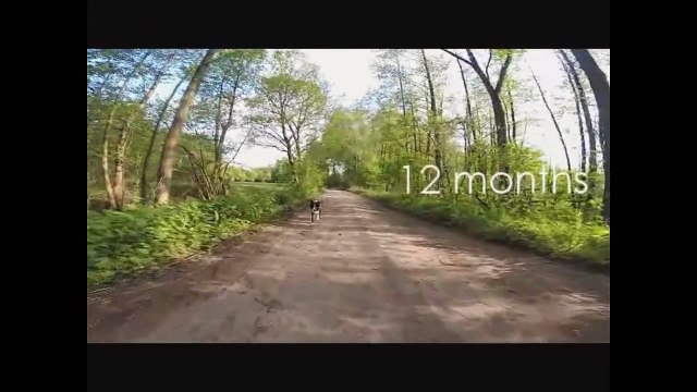 Vento Border Collie 12 months